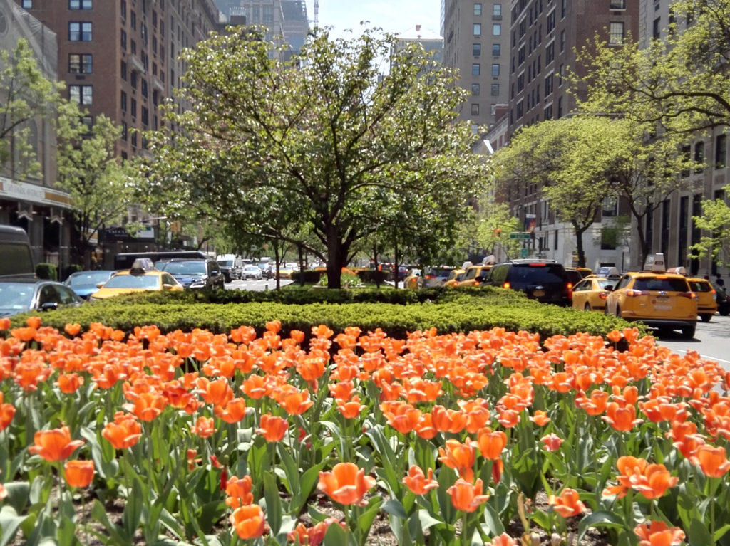 Early summer NY